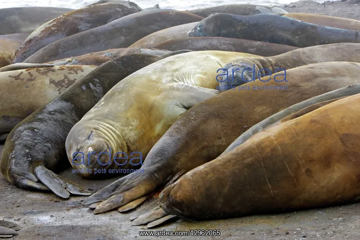 : Southern Elephant Seal - Hannah Point - Livingston : Southern Elephant Seal - Hannah Point - Livingston