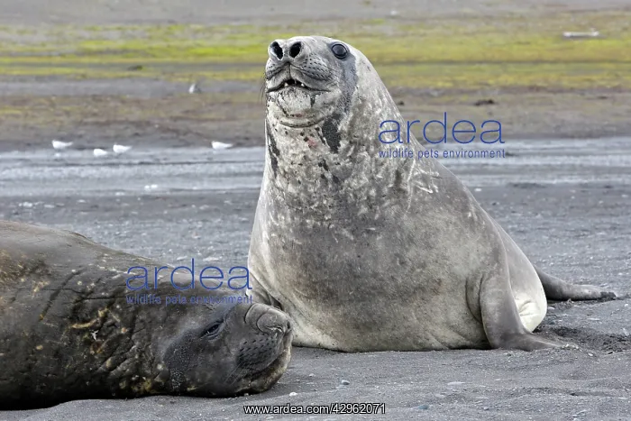 : Southern Elephant Seal - Hannah Point - Livingston : Southern Elephant Seal - Hannah Point - Livingston