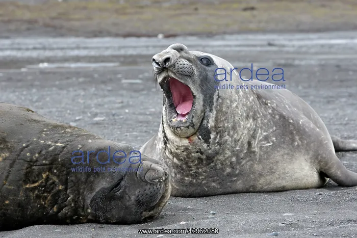 : Southern Elephant Seal - Hannah Point - Livingston : Southern Elephant Seal - Hannah Point - Livingston