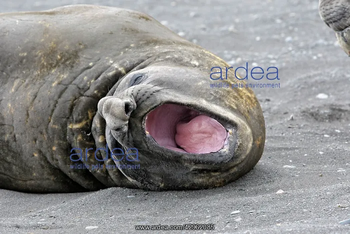 : Southern Elephant Seal - Hannah Point - Livingston : Southern Elephant Seal - Hannah Point - Livingston