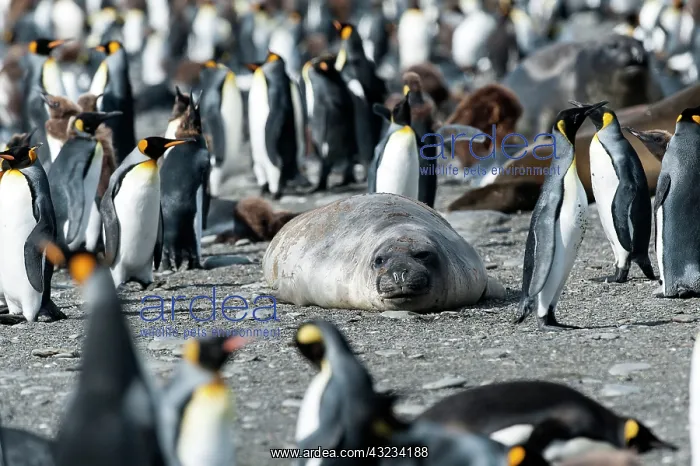 : Southern Elephant Seal amongst King Penguin colony : Southern Elephant Seal amongst King Penguin colony