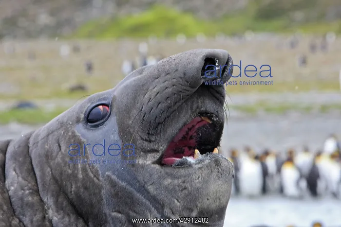 : Southern Elephant Seal - with King Penguins (Aptenodytes : Southern Elephant Seal - with King Penguins (Aptenodytes
