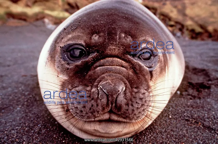 : Southern Elephant Seal - lying on beach - close-up of face : Southern Elephant Seal - lying on beach - close-up of face