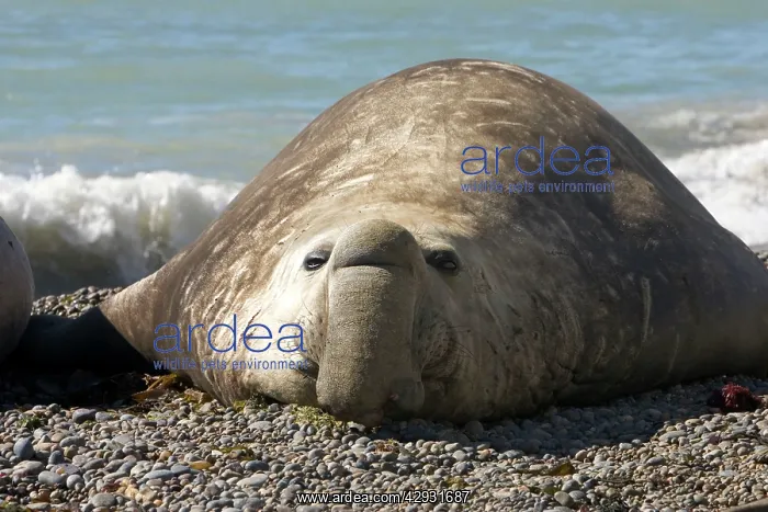 : Southern Elephant Seal - Male : Southern Elephant Seal - Male