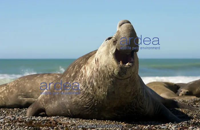 : Southern Elephant Seal - Male : Southern Elephant Seal - Male
