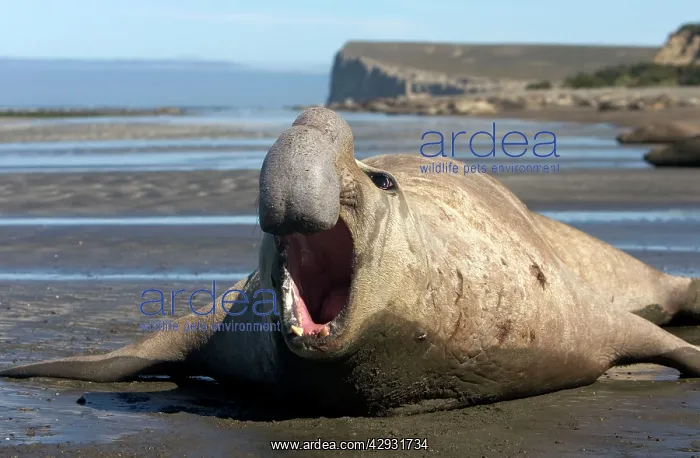 : Southern Elephant Seal - male : Southern Elephant Seal - male
