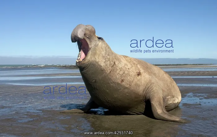 : Southern Elephant Seal - male : Southern Elephant Seal - male
