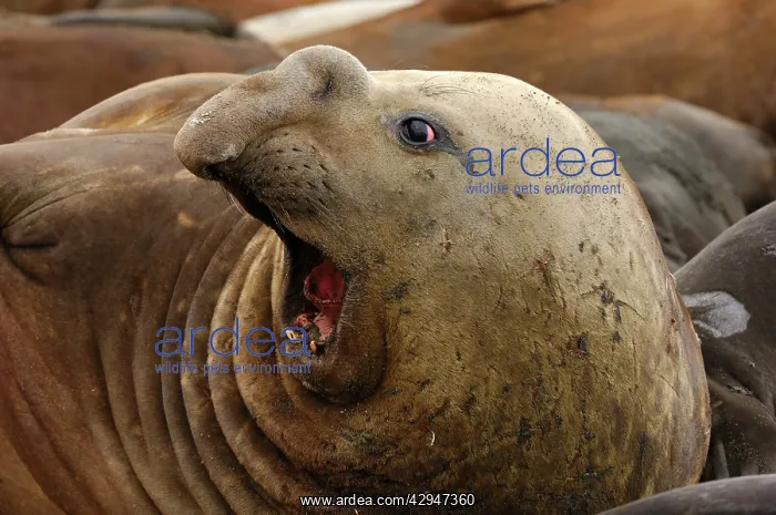 : Southern Elephant Seal - Male : Southern Elephant Seal - Male