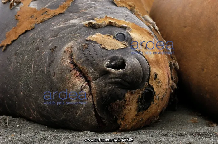 : Southern Elephant Seal - Male : Southern Elephant Seal - Male