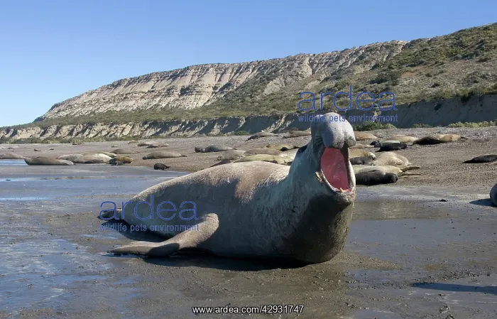 : Southern Elephant Seal - male, calling : Southern Elephant Seal - male, calling