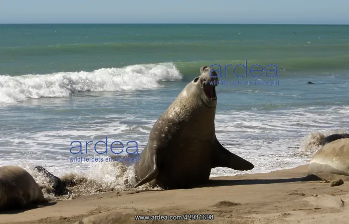 : Southern Elephant Seal - male emerging from sea : Southern Elephant Seal - male emerging from sea