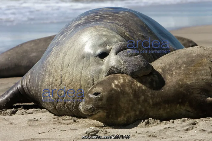 : Southern Elephant Seal - male & female : Southern Elephant Seal - male & female