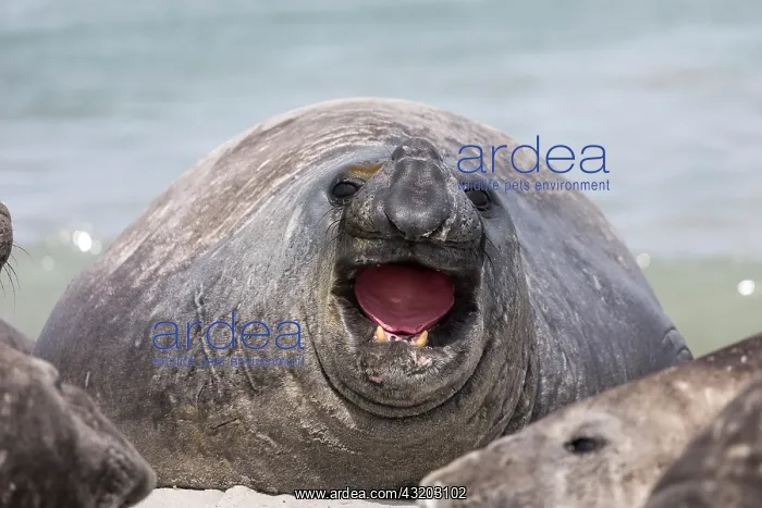 : Southern Elephant Seal - Male - Gaping - Falkland : Southern Elephant Seal - Male - Gaping - Falkland