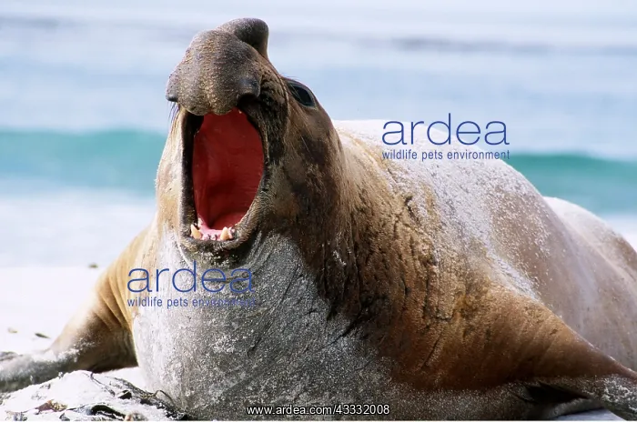 : Southern Elephant SEAL - male, mouth open : Southern Elephant SEAL - male, mouth open