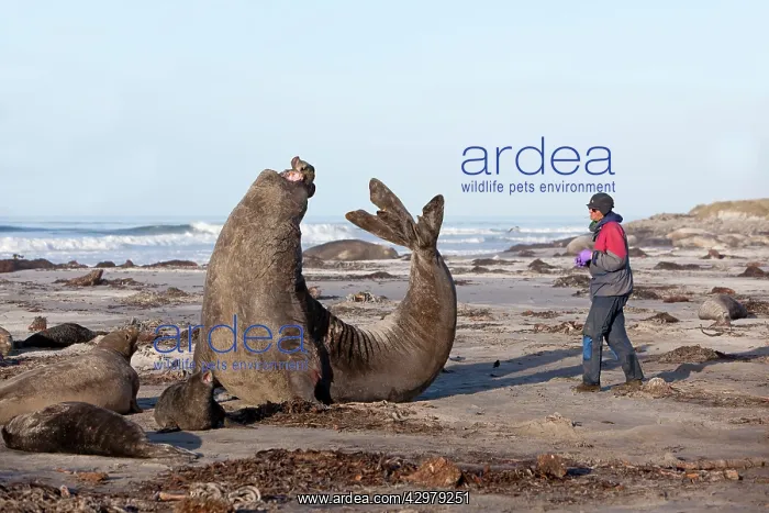 : Southern Elephant Seal - male in posture of intimidation : Southern Elephant Seal - male in posture of intimidation