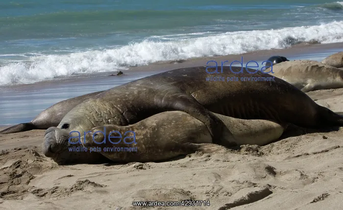 : Southern Elephant Seal - mating : Southern Elephant Seal - mating