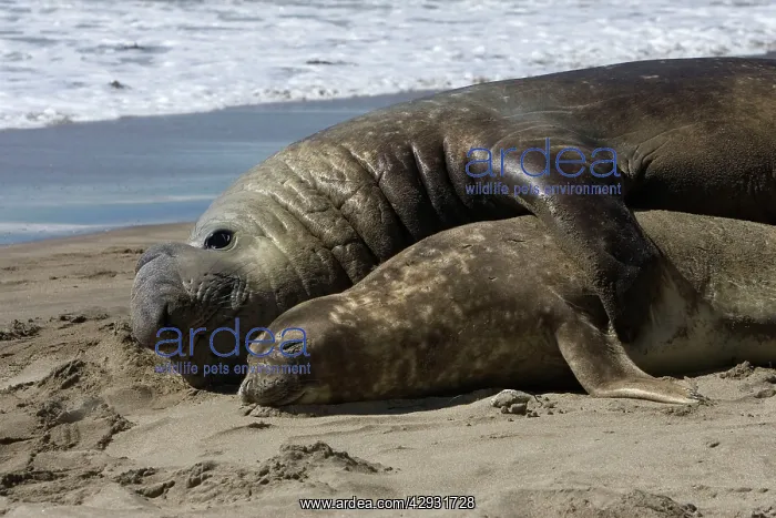: Southern Elephant Seal - mating : Southern Elephant Seal - mating