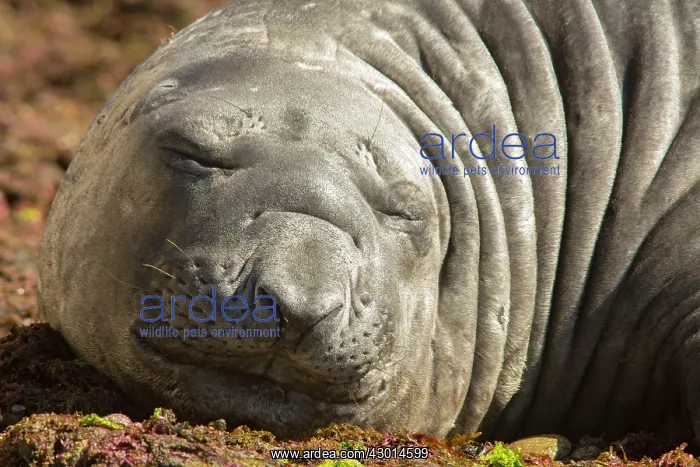 : Southern Elephant Seal (Mirounga leonina) : Southern Elephant Seal (Mirounga leonina)