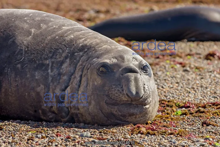  : Southern Elephant Seal (Mirounga leonina)