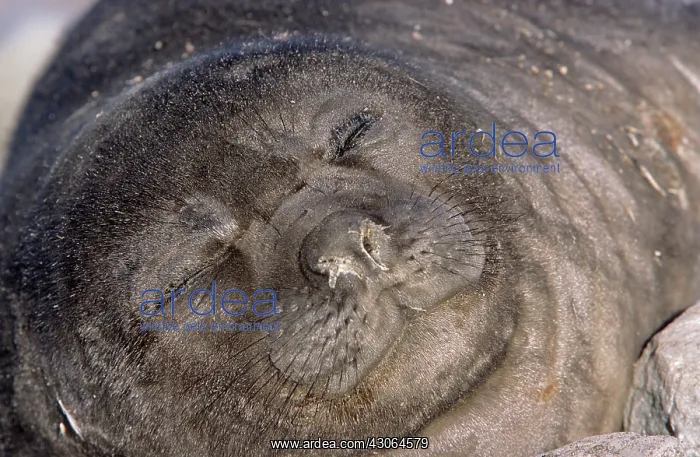 : Southern Elephant Seal (Mirounga Leonina) : Southern Elephant Seal (Mirounga Leonina)