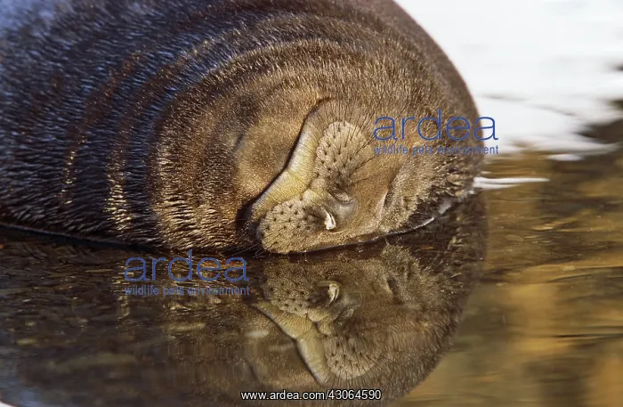 : Southern Elephant Seal (Mirounga Leonina) : Southern Elephant Seal (Mirounga Leonina)