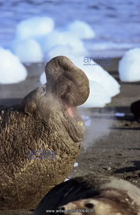 : Southern Elephant Seal (Mirounga Leonina) : Southern Elephant Seal (Mirounga Leonina)
