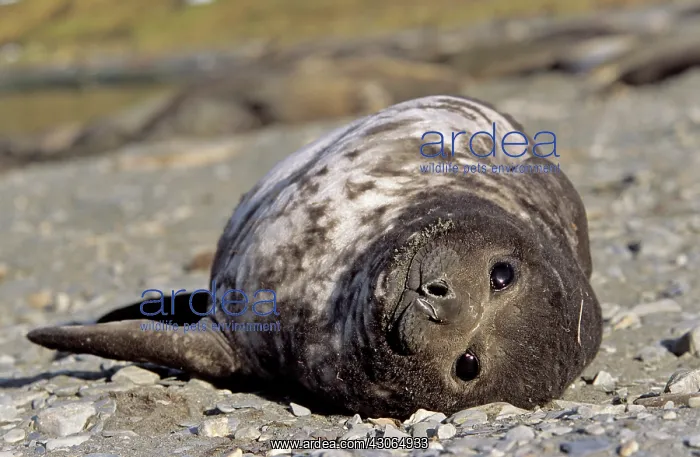: Southern Elephant Seal (Mirounga Leonina) : Southern Elephant Seal (Mirounga Leonina)
