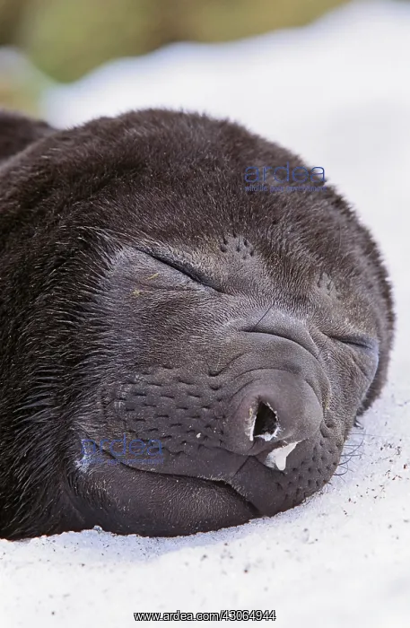 : Southern Elephant Seal (Mirounga Leonina) : Southern Elephant Seal (Mirounga Leonina)