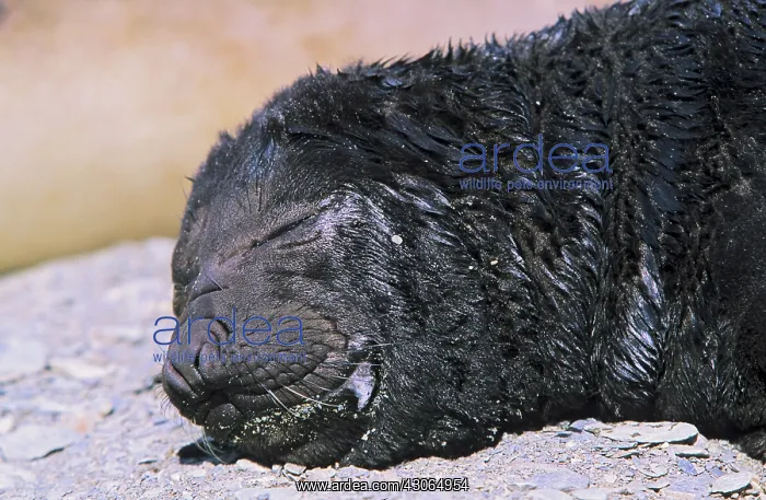 : Southern Elephant Seal (Mirounga Leonina) : Southern Elephant Seal (Mirounga Leonina)