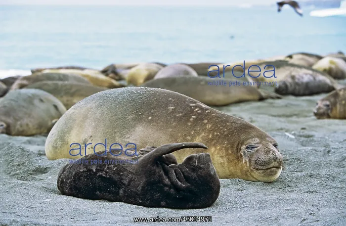 : Southern Elephant Seal (Mirounga Leonina) : Southern Elephant Seal (Mirounga Leonina)