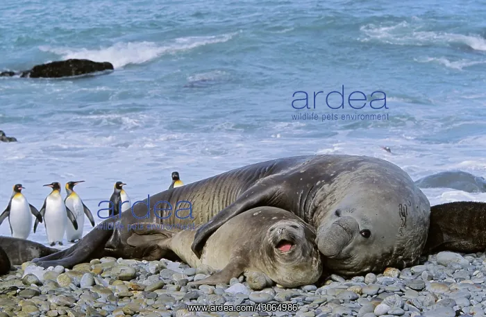 : Southern Elephant Seal (Mirounga Leonina) : Southern Elephant Seal (Mirounga Leonina)