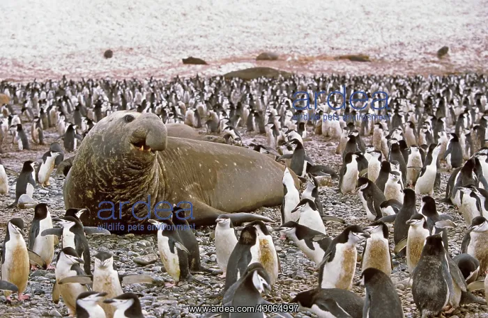 : Southern Elephant Seal (Mirounga Leonina) : Southern Elephant Seal (Mirounga Leonina)