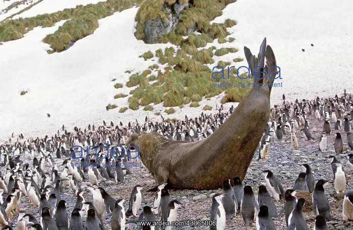 : Southern Elephant Seal (Mirounga Leonina) : Southern Elephant Seal (Mirounga Leonina)
