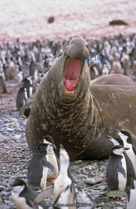 : Southern Elephant Seal (Mirounga Leonina) : Southern Elephant Seal (Mirounga Leonina)
