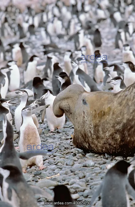  : Southern Elephant Seal (Mirounga Leonina)