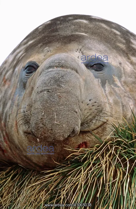 : Southern Elephant Seal (Mirounga Leonina) : Southern Elephant Seal (Mirounga Leonina)