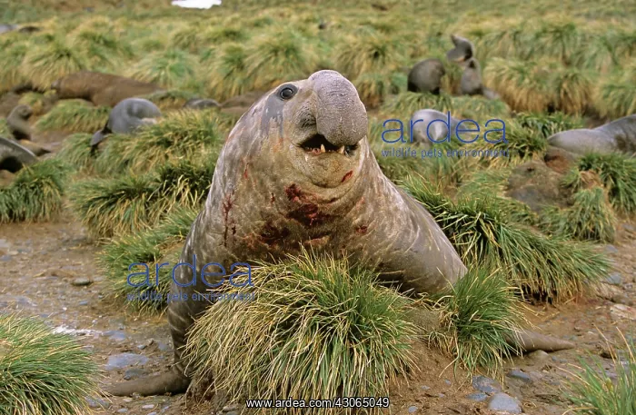 : Southern Elephant Seal (Mirounga Leonina) : Southern Elephant Seal (Mirounga Leonina)