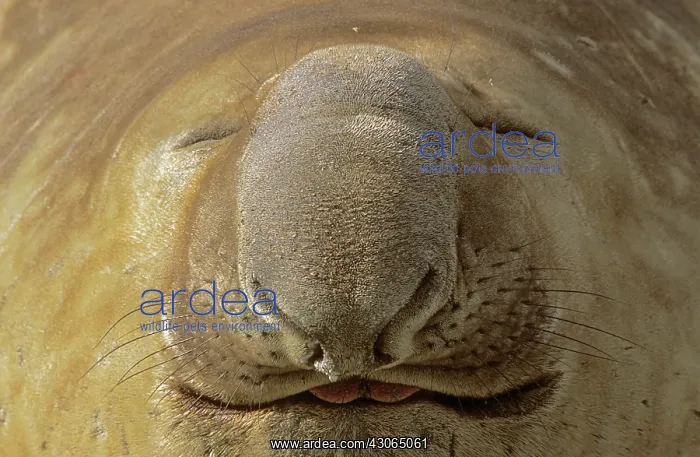  : Southern Elephant Seal (Mirounga Leonina)