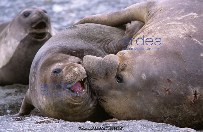 : Southern Elephant Seal (Mirounga Leonina) : Southern Elephant Seal (Mirounga Leonina)