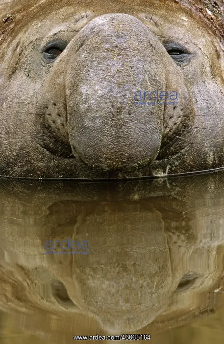: Southern Elephant Seal (Mirounga Leonina) : Southern Elephant Seal (Mirounga Leonina)