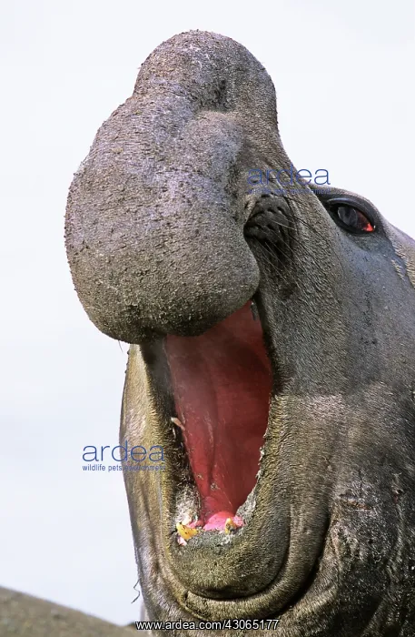 : Southern Elephant Seal (Mirounga Leonina) : Southern Elephant Seal (Mirounga Leonina)