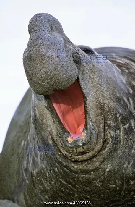 : Southern Elephant Seal (Mirounga Leonina) : Southern Elephant Seal (Mirounga Leonina)