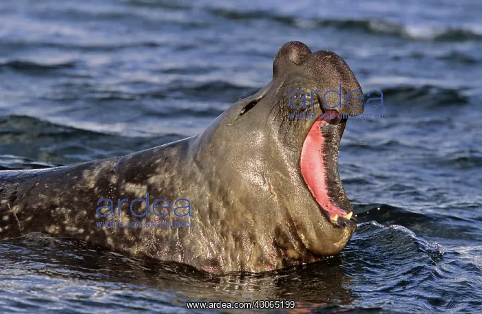 : Southern Elephant Seal (Mirounga Leonina) : Southern Elephant Seal (Mirounga Leonina)