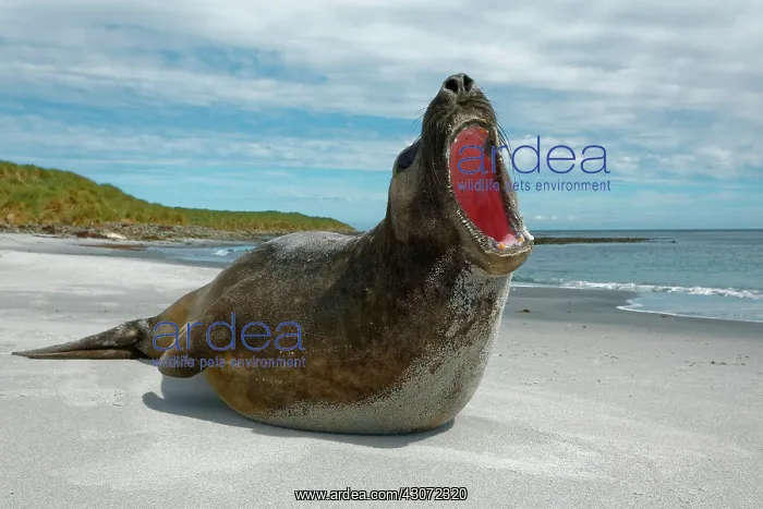 : Southern elephant seal (Mirounga leonina), Sea Lion : Southern elephant seal (Mirounga leonina), Sea Lion