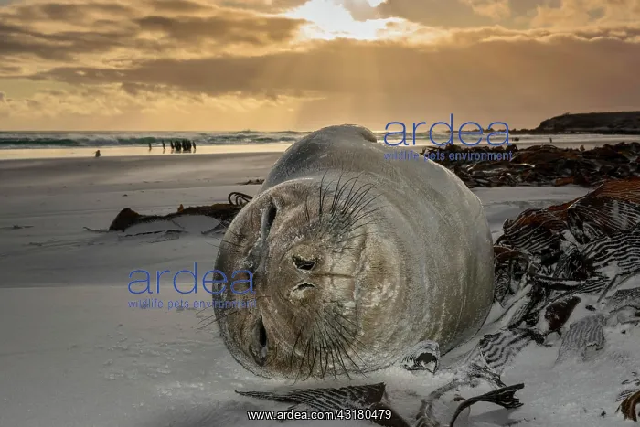 : Southern elephant seal (Mirounga leonina), youngster : Southern elephant seal (Mirounga leonina), youngster