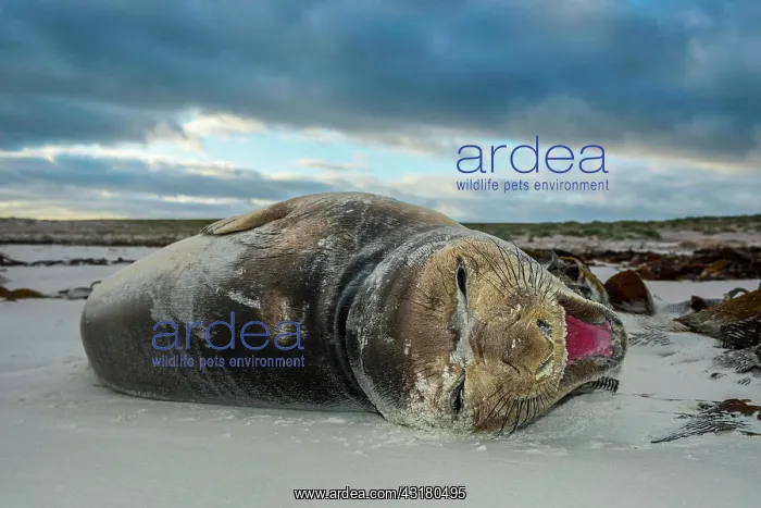: Southern elephant seal (Mirounga leonina), youngster : Southern elephant seal (Mirounga leonina), youngster