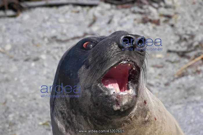 : Southern Elephant seal (Mirounga leonina), close-up : Southern Elephant seal (Mirounga leonina), close-up