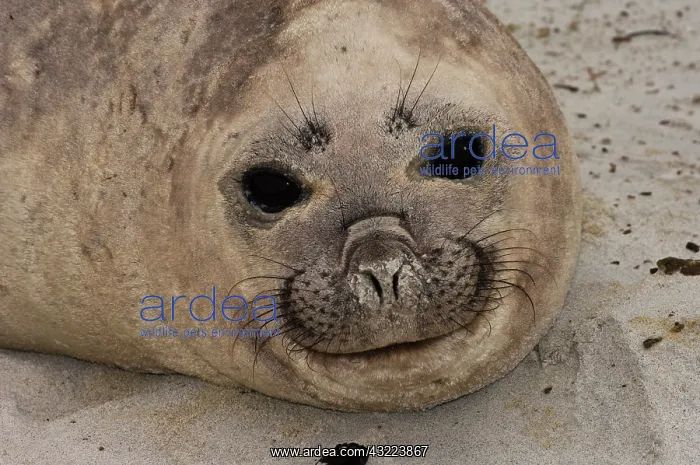 : Southern Elephant Seal (Mirounga leonina) : Southern Elephant Seal (Mirounga leonina)