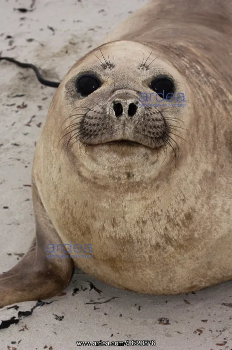 : Southern Elephant Seal (Mirounga leonina) : Southern Elephant Seal (Mirounga leonina)