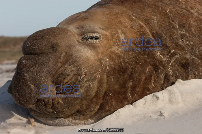 : Southern Elephant Seal (Mirounga leonina) : Southern Elephant Seal (Mirounga leonina)